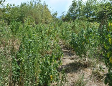 Λαμία: Εντοπίστηκε φυτεία με 60 δενδρύλλια κάνναβης - 2 συλλήψεις